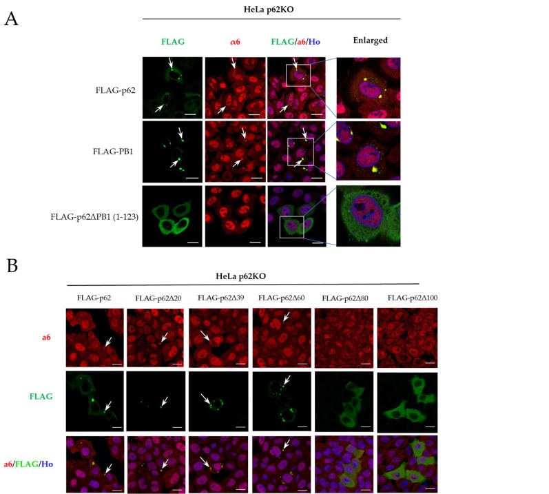 Mapping of the PIR domain. (A) Immunofluorescence images of HeLa p62KO cells transfected with FLAG-tagged constructs: p62-PB1 (1-115), p62WT, and p62DeltaPB1 (Delta1-123). Cells were co-stained with antibodies against FLAG (green) and the proteasome alpha6 subunit (red). Scale bars: 20 um. (B) Immunofluorescence images of HeLa p62KO cells expressing N-terminal deletion variants of p62. Cells were co-stained for FLAG (green) and the proteasome alpha6 subunit (red). Scale bars: 30 um. In all panels, arrows point to p62 foci.