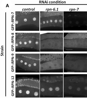 RPN-6.1 and RPN-7 are required for the nuclear localization of RPN-8 and RPN-9. (A) Live imaging of hermaphrodite oocytes from endogenously GFP tagged strains rpn-7[ana1(gfp::rpn7)], rpn-8[ana4(gfp::rpn-8)], rpn-9[ana5(gfp::rpn-9)] and rpn-12[ana6(gfp::rpn-12)] treated with either control(RNAi), rpn-6.1(RNAi) or rpn-7(RNAi) (n = 15-42). Scale bar represents 25 um.