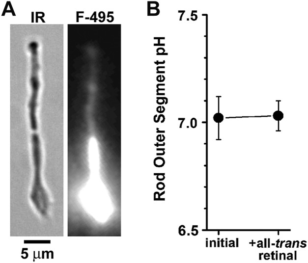 Measurement of human rod photoreceptor outer segment pH with BCECF, a ratiometric pH-sensitive dye. Images show isolated human rod photoreceptors, which include an inner and outer segment. The outer segment (OS) contains the stack of membranous discs with visual pigment; the inner segment (IS) contains mitochondria. BCECF fluorescence is excited at 495 and 440 nm and measured above 515 nm. Human donor retina. (Homo sapiens; Figure 4.)