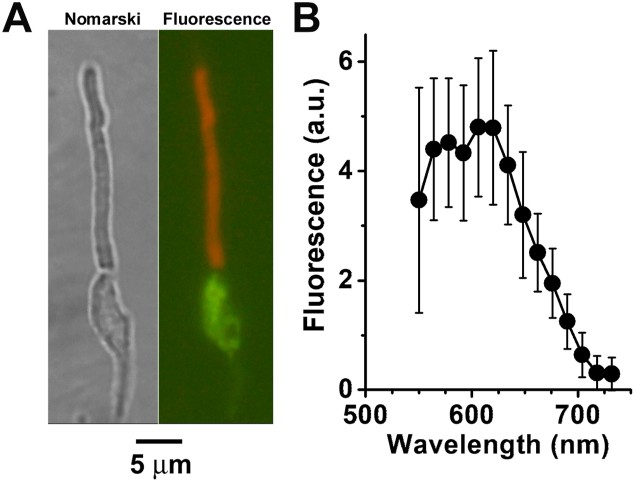 Lipofuscin fluorophore precursors in the outer segments of isolated human rod photoreceptors. (A) Nomarski differential interference contrast image and (B) true color fluorescence image (excitation 450–490 nm) showing autofluorescence emitted by an isolated human rod photoreceptor. The outer segment (OS) and inner segment (IS) are clearly distinguishable. Lipofuscin fluorophore precursors accumulate in the outer segment as all-trans retinal is not fully reduced by the retinoid cycle. Human donor retina. (Homo sapiens; Figure 7.)
