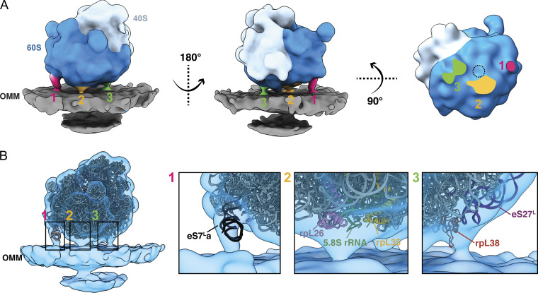 3D subtomogram average of a cytoplasmic ribosome optimally positioned for protein import on the OMM shows multiple contact points. (A) Three views of the subtomogram average of a cytoplasmic ribosome positioned with the exit tunnel on the 60S subunit (dark blue) facing the OMM (gray). Three connecting densities (labeled 1, 2, 3 in pink, orange, and green, respectively) are visible between the 60S subunit and the OMM.