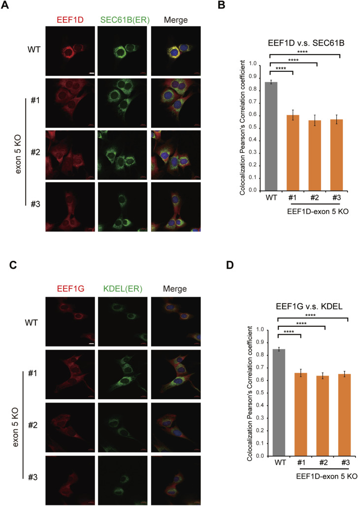 EEF1D localizes to the ER in an exon 5-dependent manner. (A) Representative confocal immunofluorescence images of WT and exon 5 KO C2C12 cells stained with anti-EEF1D (SC-393731; Santa Cruz, red), anti-SEC61B (green), and DAPI (blue). Scale bar, 10 um. (B) Pearson's correlation coefficient between EEF1D and SEC61B signals in WT and exon 5 KO C2C12 cells. Bars represent mean +/- SD (n = 21) with P -v