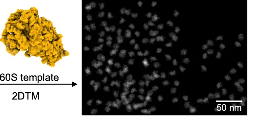 Positions and orientations of 60S ribosomal subunits found in a cryo-EM micrograph of cell lysate by two-dimensional template matching (2DTM), with the 60S template shown at left; the right half of panel B of a figure on the in extracto cryo-EM workflow. Scale bar 50 nm. (Figure 1B, right.)