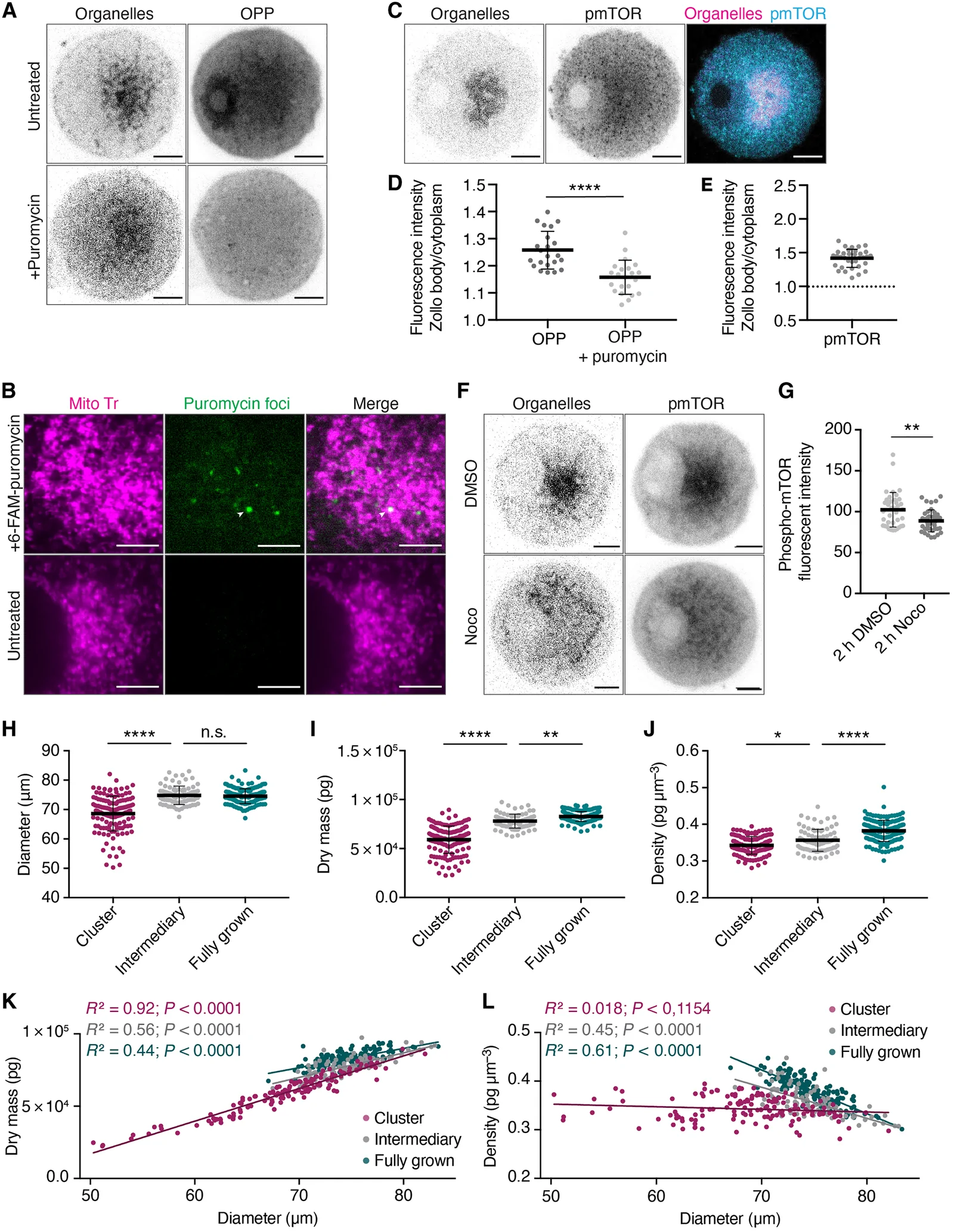 The Zb is associated with active translation. ( A ) Oocyte at the cluster stage stained for nascent translation by Click chemistry with the puromycin analog OPP (OPP, right column), negative control condition previously treated with puromycin for 1 hour (+puromycin, bottom row). The Zb is visualized through the autofluorescence of its organelles at 488 nm (organelles, left column). ( B ) Top row: