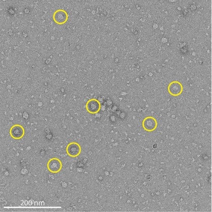 Representative raw electron micrograph of negatively stained single-cell lysates. Circled particles are representative of the larger particles (about 150-300 Å in diameter) used for subsequent 2D and 3D classification. Scale bar 200 nm. (Figure 2A.)