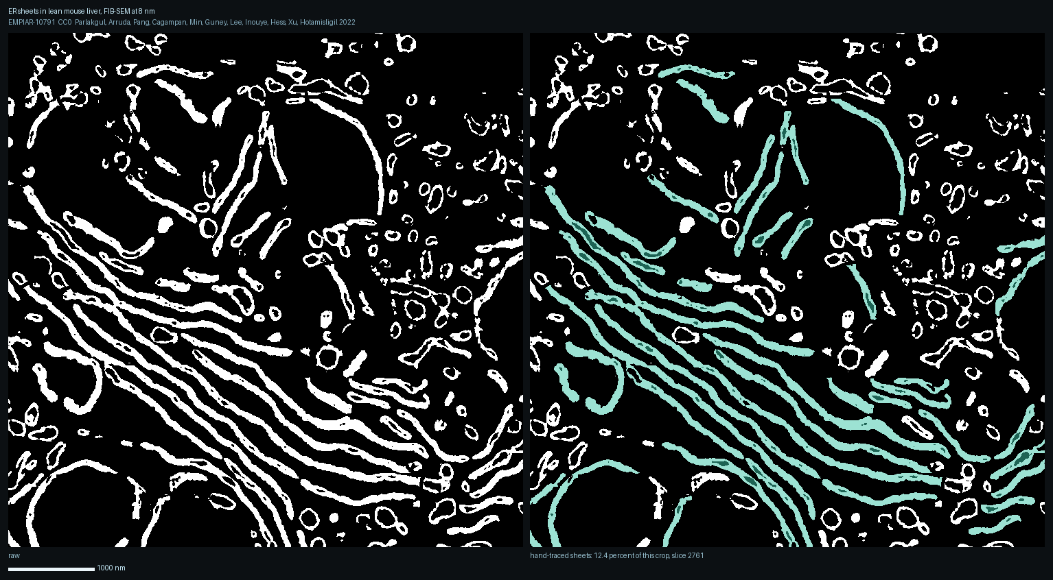 The left panel is the depositors' own "raw" file for this evaluation set and is already a thresholded membrane image, white on black, not greyscale electron microscopy. The tracing marks the sheets, the stacked parallel cisternae this copy draws, and leaves the small round tubule profiles unmarked. Sheets occupy 12.4 percent of this 6 um crop of lean mouse liver. Ribosomes are below the resolution of this segmentation, so the sheet is identified by its geometry here, not by studding.