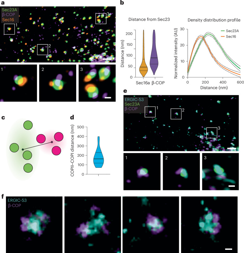 Fluorescence imaging of ERES components. a, Three-colour confocal fluorescence imaging of endogenous HaloTag-Sec23A RPE1 cells dyed with HaloTag JFX650 ligand (green) and stained with antibodies directed against Sec16 (orange) and beta-COP (purple). b, Quantitative data highlighting the relative distribution of COPII (HaloTag-Sec23A) and transitional ER (Sec16A) and COPI (beta-COP).