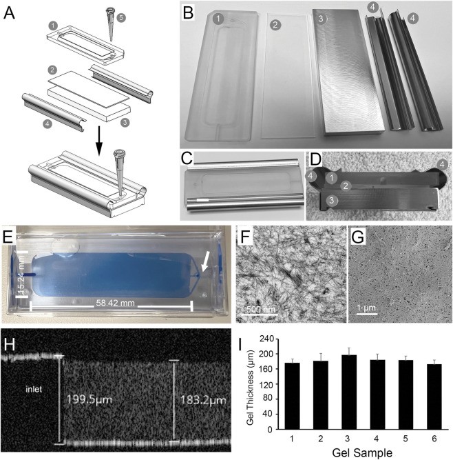 iPSC-derived retinal pigment epithelium (iPSC-RPE) grown on fibrin hydrogel, showing characteristic polygonal cell morphology with pigmentation. (E) Phase contrast image of RPE monolayer; (F) RPE cells showing cobblestone appearance with melanin granules consistent with native RPE morphology. (human (iPSC-derived retinal pigment epithelium); Figure 2, E-F.)
