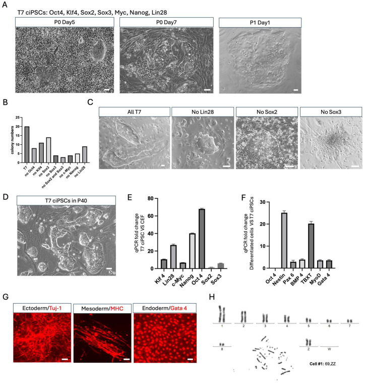 Generation of chicken iPSCs using the T7 transcription factor cocktail. (A) Morphological progression of chicken iPSC colony formation by all seven transcription factors (T7: Oct4, Klf4, Sox2, Sox3, Myc, Nanog, Lin28) at different stages: Passage 0 (P0) day 5 (initial colony appearance), Passage 0 (P0) day 7 (colonies ready for picking), and Passage 1 (P1) day 1 (reseeded colonies). Scale bars, 50 um. (B) Quantification of colony numbers generated by different transcription factor combinations. (C) Representative phase-contrast images of colonies generated under selected conditions: all T7 factors (All), no Lin28B, no Sox2, and no Sox3. Colonies lacking Sox3 displayed neuronal-like morphology, indicating differentiation rather than pluripotent reprogramming. Scale bars, 50 um. (D) Representative morphology of a chicken iPSC line at passage 40 (P40). Scale bar, 50 um. (Figure 2.)