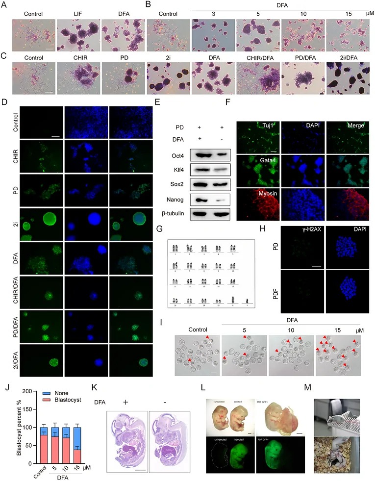 PD/DFA maintains self-renewal and pluripotency in mESCs. (A) AP staining of mESCs cultured for 7 days in 10erum-containing medium supplemented with 5 uM DFA or 1000 U/mL LIF; medium without LIF served as the vehicle control. Scale bar: 100 um. (B) AP staining of mESCs cultured for 7 days in 10erum-containing medium with a concentration gradient of DFA (3, 5, 10, and 15 uM); medium without LIF served as the vehicle control. Scale bar: 100 um. (C) AP staining of mESCs treated for two passages with small-molecule combinations (CHIR, PD, 2i, DFA, CHIR/DFA, PD/DFA, and 2i/DFA). Scale bar: 100 um. (D) Immunofluorescence staining of the self-renewal marker Oct4 in mESCs under the conditions described in (C). Scale bar: 100 um. (E) Western blot analysis of pluripotency factors (Oct4, Klf4, Sox2, and Nanog) in mESCs cultured with PD or PD/DFA. beta-tubulin was used as the loading control. (F) Immunofluorescence staining of lineage-specific markers (Tuj1, Gata4, and Myosin) in cells derived from embryoid bodies generated from PD/DFA-treated mESCs. Scale bar: 100 um. (G) Karyotype of mESCs maintained in PDF for 50 passages, showing a normal diploid chromosome number (2n = 40). (H) Immunofluorescence staining of gamma-H2AX in mESCs cultured under PD or PDF conditions to assess DNA double-strand breaks and genomic stress. Scale bar: 50 um. (I) Mouse blastocysts cultured in G1-Plus medium with a concentration gradient of DFA (5, 10, and 15 uM); G1-Plus medium alone served as the vehicle control. Red arrows indicate developmentally delayed blastocysts. Scale bar: 50 um. (FIGURE 1.)