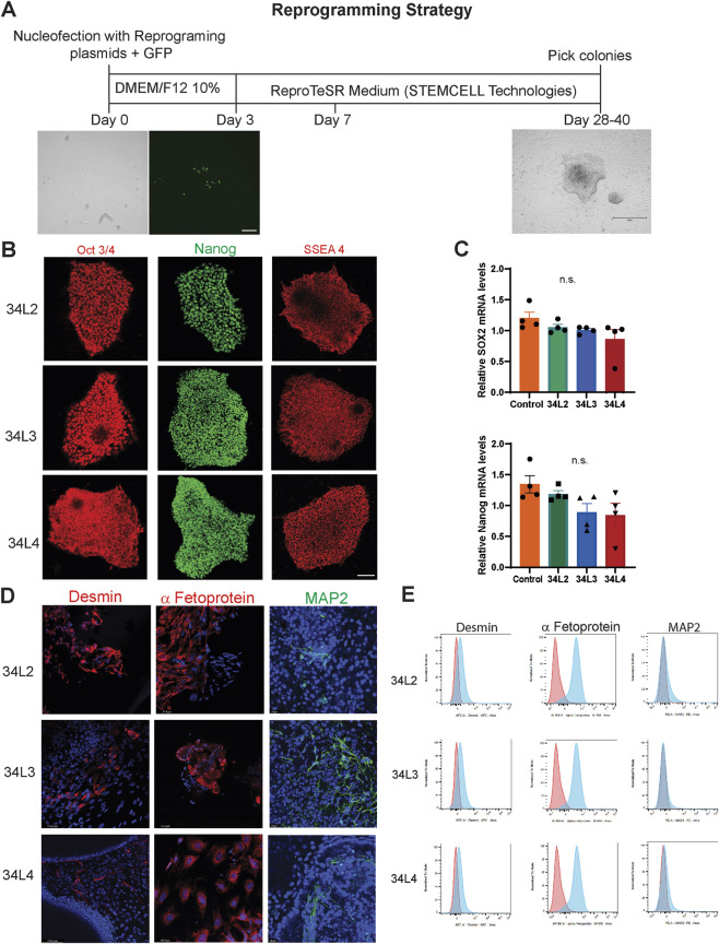 Generation and pluripotency characterization of PASMC-derived iPSC lines. (A) Schematic overview of the reprogramming strategy used to convert pulmonary artery smooth muscle cells (PASMCs) into induced pluripotent stem cells (iPSCs). (B) Representative immunofluorescence staining for pluripotency markers OCT3/4, NANOG, and SSEA-4 in newly generated PVOD-derived iPSC lines (34L2, 34L3, 34L4). Scale bar: 100 um. (C) Quantitative PCR analysis of pluripotency-associated genes (SOX2 and NANOG) in PVOD-derived iPSC lines compared with a control iPSC line. (D) Spontaneous differentiation of PVOD-derived iPSCs followed by immunostaining for germ layer markers: alpha-fetoprotein (endoderm), desmin (mesoderm), and MAP2 (ectoderm). Scale bar: 20 um. (E) Flow cytometric analysis of germ layer differentiation following spontaneous differentiation. (human (iPSC lines derived from pulmonary artery smooth muscle cells of PVOD patients and healthy donors); FIGURE 1.)