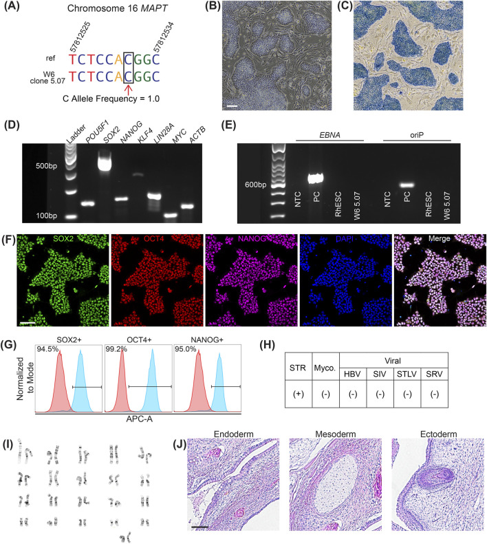 Characterization of RhiPSC line W6 clone 5.07. (A) Amplicon sequencing of MAPT R406W with wild-type C allele indicated in the black box with a red arrow compared to reference genome (ref). (B) Phase contrast image of colonies grown on MEFs and (C) positive alkaline phosphatase staining; scale bar, 100 um. (D) RT-PCR detection of endogenous pluripotent mRNAs POU5F1, SOX2, NANOG, KLF4, LIN28A, and MYC. ACTB was used as a reference gene. (E) Amplification of EBNA and oriP in RhiPSCs. (F) Positive immunofluorescence staining for pluripotency proteins SOX2 (green), OCT4 (red), and NANOG (far red), colocalized with DAPI (blue). Scale bar, 100 um. (G) Flow cytometry-detected APC-A+ cells were 94.5% positive for SOX2, 99.2% positive for OCT4, and 95% positive for NANOG. (H) Short tandem repeat (STR) analysis confirmed RhiPSC line identity. Mycoplasma, Herpes B Virus (HBV), Simian Immunodeficiency Virus (SIV), Simian T-Lymphotropic Virus (STLV), and Simian Retrovirus (SRV) were not detected. (I) Normal 42,XX karyotype. (J) H&E staining of a teratoma containing endoderm, mesoderm, and ectoderm. Scale bar, 100 um. (rhesus macaque (iPSC line W6 clone 5.07 derived from rhesus macaque fibroblasts; MAPT R406W wild-type); FIGURE 4.)
