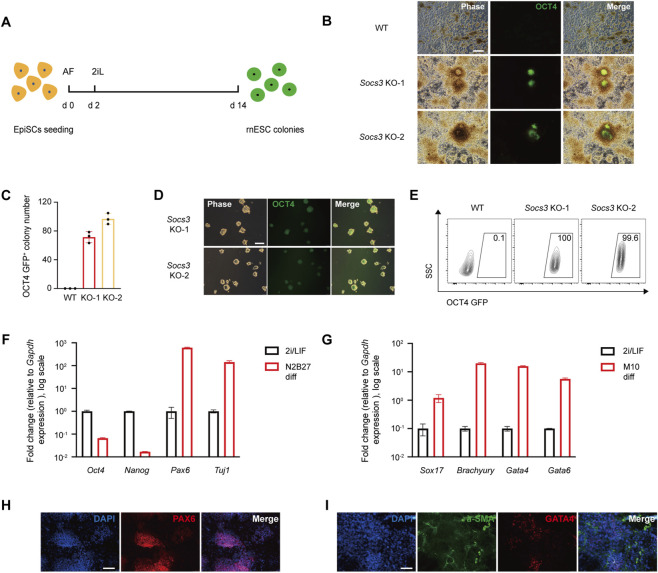 Socs3 deficiency drives EpiSCs to naive ESCs conversion (A) Schematic diagram of the experimental workflow for reprogramming EpiSCs to rnESCs. (B) Primary Oct4-GFP+ colonies at day 14 in 2i/LIF. Scale bar, 100 um. (C) Quantification of rnESC colony number generated from wild-type (WT), Socs3 KO-1 and KO-2 EpiSCs after 14 days of reprogramming in 2i/LIF (n = 3, biological replicates). (D) Established Socs3 KO Oct4-GFP+ rnESC line displayed naive ESC morphology. Scale bar, 100 um. (E) Flow cytometry analysis of the Oct4-GFP+ cell proportion in Socs3 KO-1 and KO-2 rnESCs. E14Tg2a ESCs (WT) served as negative control. (F) qRT-PCR analysis of pluripotency marker genes (Oct4, Nanog) and ectoderm lineage marker genes (Pax6, Tuj1) of Socs3 KO rnESCs cultured in 2i/LIF and N2B27. (G) qRT-PCR analysis of endoderm lineage marker genes (Gata4, Gata6) and mesoderm lineage marker genes (Brachyury, Sox17) of Socs3 KO rnESCs cultured in M10 medium. (H) Immunofluorescence staining depicting the localization of PAX6 (ectoderm marker, red) in differentiated Socs3 KO cells. DAPI stains cell nuclei (blue). Scale bar, 100 um. (I) Immunofluorescence staining depicting the localization of alpha-SMA (mesoderm marker, green) and GATA4 (endoderm marker, red) in differentiated Socs3 KO rnESCs. DAPI stains cell nuclei (blue). Scale bar, 100 um. (FIGURE 3.)