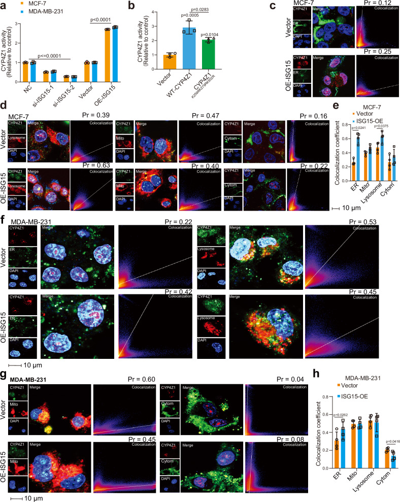The ISGylation of CYP4Z1 facilitates its enzyme activity and subcellular localization in endoplasmic reticulum. a Quantitative results of MCF-7 or MDA-MB-231 cell lysates with or without ISG15 overexpression or knockdown for CYP4Z1 enzyme activity assay. b Quantitative results of HEK293T cell lysates with WT-CYP4Z1 or CYP4Z1 K259R/K279R/K502R overexpression for CYP4Z1 enzyme activity assay. c, d Colocalization of CYP4Z1 in MCF-7 cells with the endoplasmic reticulum (ER) probe (ER-Tracker Green), lysosome probe (LysoTracker Red DND-99), mitochondrial probe (MitoTracker Deep Red FM), or cytomembrane probe (CellLINK 505). e The colocalization coefficient between the control and the overexpressed ISG15 groups from parts c and d. f, g Colocalization of CYP4Z1 in MDA-MB-231 cells with the ER probe (ER-Tracker Green), lysosome probe (LysoTracker Red DND-99), mitochondrial probe (MitoTracker Deep Red FM), or cytomembrane probe (CellLINK 505). h The colocalization coefficient between the control and the overexpressed ISG15 groups from parts f and g.