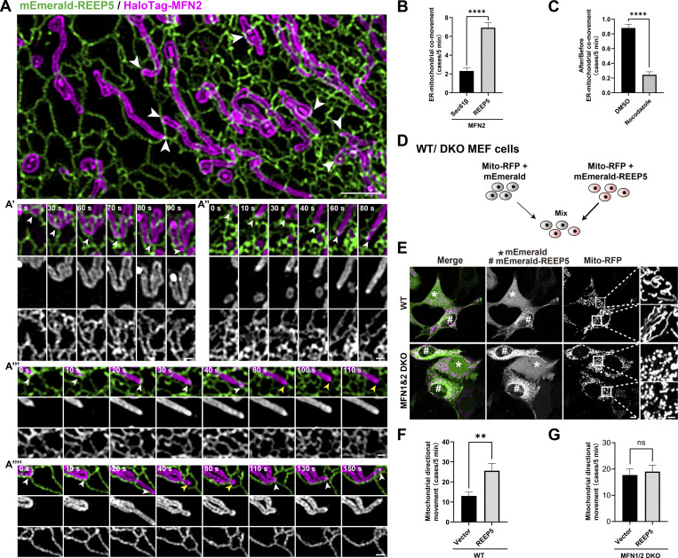 REEP5 and MFN1/2 tethering facilitates mitochondrial hitchhiking on tubular ER. (A) Top: GI-SIM image of ER-mitochondria contacts in U2OS cell expressing REEP5 and MFN2 (also see Video 6). Bar: 2 um. (A'-A""") Time-lapse images of ER-mitochondria dynamic co-movements in four patterns: (A') middle part or (A") tip of mitochondria co-moved with tubular ER; (A'"") mitochondria comoved with tubular ER,