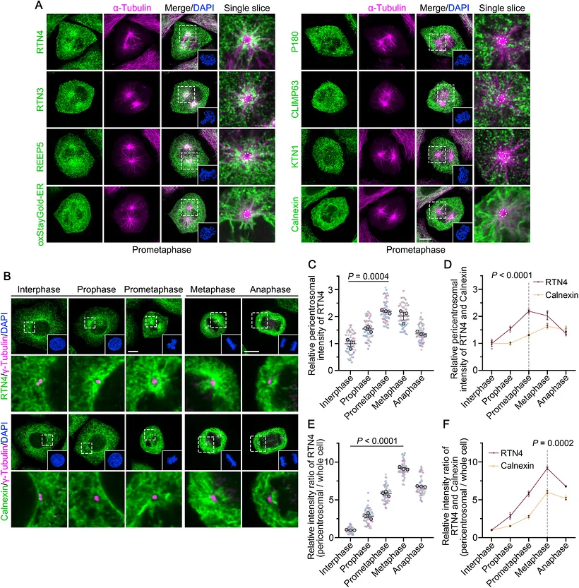 ER-shaping proteins undergo reverse distribution remodeling during early mitosis, with RTN4 enriched around centrosomes. (A) Representative images of ER protein (green) distributions in prometaphase HeLa cells. For tubular ER proteins (RTN4, RTN3, REEP5), ER sheet proteins (CLIMP63, KTN1, P180), and the ER marker Calnexin, cells were immunolabeled with the indicated antibodies. For pan-ER labeling