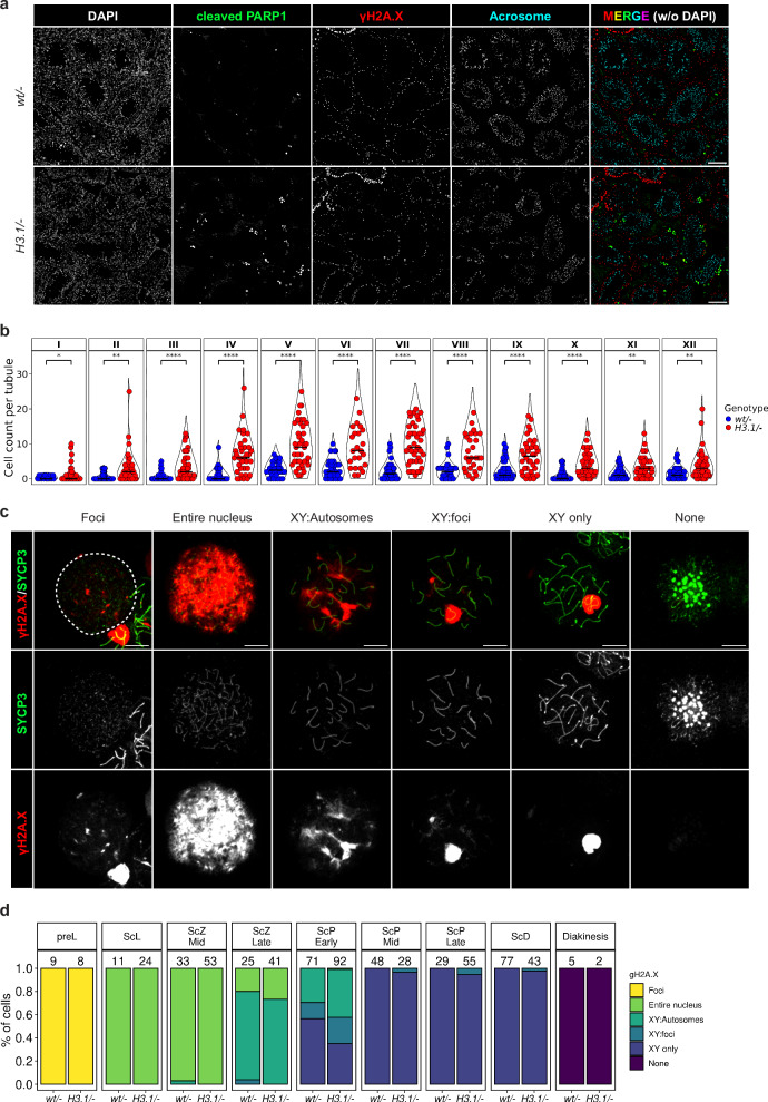 Impairment of meiotic progression in spermatocytes of H3f4 H3.1/- substitution mice. (a) Cross-section immunofluorescent images showing cleaved PARP1 signal (green) in seminiferous tubules of H3f4 wt/- and H3f4 H3.1/- mice. gamma-H2A.X (red) and acrosome (cyan) were used to mark spermatocytes and spermatids, respectively. Scale bar: 50 um. (b) Quantification of testicular germ cells positive for cleaved PARP1 signal. (mouse; Fig. 5, panels a-b.) (mouse; Fig. 5.)