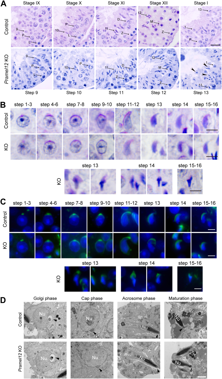 Spermiogenic defects become detectable at the nuclear condensation phase in Pramel12-null mice. A, testicular sections from 4-month-old control and Pramel12-null mice were stained with HE. Tubules at different stages of the seminiferous cycle were indicated. Arrowheads mark elongating spermatids exhibiting abnormal nuclear morphology at condensation stage 13. The numbers indicate spermatids at the corresponding developmental stages. L, leptotene; Z, zygotene; P, pachytene; D, diplotene; and M, metaphase. The scale bar represents 50 um. B, periodic acid-Schiff staining of haploid spermatids during spermiogenesis from steps 1 to 16 in 4-month-old control and Pramel12-null mice. Malformed step 13 spermatids were observed during nuclear condensation in Pramel12-null mice. The scale bar represents 5 um. C, spermatids were stained with PNA and Hoechst 33342 during spermiogenesis in 4-month-old control and Pramel12-null mice. Malformed sperm heads and acrosomes were observed at step 13 in Pramel12-null mice. The scale bar represents 5 um. D, representative TEM images of acrosome biogenesis at Golgi, cap, acrosome, and maturation stages in control and Pramel12-deficient spermatids. Arrowheads indicate acrosomes. The scale bar represents 2 um. Representative of n = 3 (A-C) independent biological replicates with similar results per condition. PNA, peanut agglutinin; TEM, transmission electron microscopy. (Figure 4.)