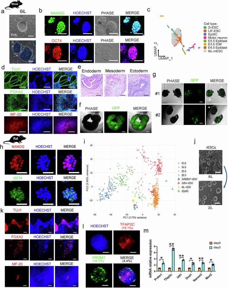 Characterization of mESCs and rESCs derived and maintained in 6iL. a Top: representative phase-contrast images showing ESCs cultured in 6iL for 25 passages. Scale bars, 100 um. Bottom: AP staining of ESC colonies derived in 6iL. Scale bar, 50 um. b Representative immunofluorescence (IF) images of 6iL-derived ESCs (P15). Green indicates NANOG; red indicates OCT4; blue indicates Hoechst. Scale bars, 100 um. c UMAP projection showing transcriptional relationships among PSC states and embryonic reference populations. d Representative IF images of EB outgrowths derived from 6iL-mESCs stained for multilineage differentiation markers. Scale bars, 200 um. e Representative hematoxylin and eosin (H&E) staining of teratomas derived from 6iL-mESCs (P30), showing differentiated tissues representative of the three germ layers: endoderm, mesoderm, and ectoderm. Scale bars, 100 um. f Representative bright-field and fluorescence images of E9.5 chimera generated by injecting GFP-labeled 6iL-mESCs into blastocysts. Scale bars, 500 um. g Representative images of gonads isolated from E13.5 embryos. Arrowheads indicate gonads derived from chimeric embryos generated using GFP-labeled 6iL-mESCs. Scale bars, 500 um. h Representative IF images of rESCs cultured in 6iL, showing expression of pluripotency markers NANOG (red) and OCT4 (green). Hoechst (blue) marks nuclei. Scale bars, 50 um. i PCA plot showing transcriptomic relationships between mouse embryonic stages (E3.5-E6.5) and stem cell populations. (mouse (mESC) and rabbit (rESC) embryonic stem cells derived and maintained in 6iL/E4 culture conditions; Fig. 2.)