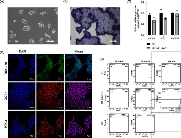 Expression of the pluripotent marker in AF-iPSC. (A) Bright field and (B) AP staining of iPS-AF2143. (C) The expression of pluripotent marker OCT-4, SOX-2, and NANOG in iPS-AF2143 by RT-qPCR. (D) The expression of pluripotent marker TRA-1-60, OCT-4, SOX-2 in IPS-AF by immunofluorescence staining. DAPI stained the nucleus (blue). (E) Flow cytometric analysis of pluripotency markers. Histograms showing the expression of TRA-1-60, TRA-1-81, and SSEA-4 in the iPS-AF2143 line compared to the H1. (human (iPSC lines derived from amniotic fluid cells carrying intermediate alpha-thalassemia); Figure 3.)