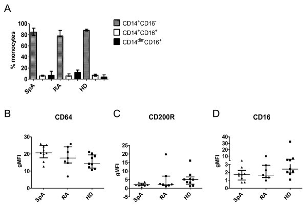Immunohistochemical analysis of polarization markers in the intimal lining layer (ILL) of synovial tissue from spondyloarthritis (SpA) and rheumatoid arthritis (RA) patients. Expression of CD68, CD163, and CD32 in the ILL (panels A-C), showing macrophage-like synoviocytes (type A synoviocytes) lining the joint space. (human (synovial tissue, RA and SpA patients); Figure 2.)