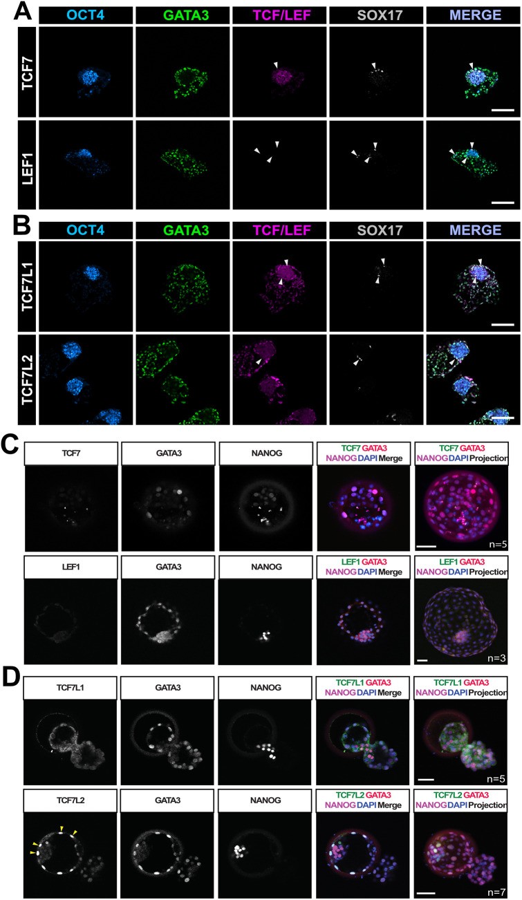 Immunofluorescence of human HNES1-derived blastoid at 96 h of culture, stained for OCT4 (cyan, inner cell mass), GATA3 (green, trophectoderm), LEF1 (magenta), and SOX17 (grey, hypoblast). The GATA3-positive outer layer identifies trophectoderm cells. Scale bars shown. (human (HNES1-derived blastoid model); Figure 4, A.)