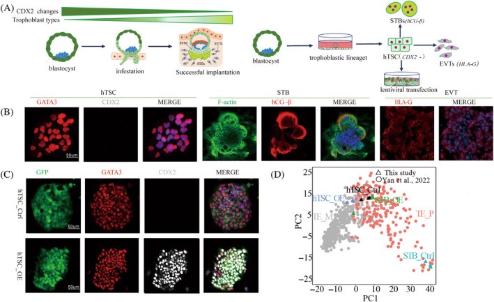 Immunofluorescence of human trophoblast stem cells (hTSCs) showing trophectoderm lineage markers. Control (Ctrl) and CDX2-overexpressing hTSCs stained for trophoblast identity markers. Scale bars 100 μm. hTSCs serve as a proliferating trophectoderm model maintaining CDX2 expression. (Homo sapiens; Figure 3.)