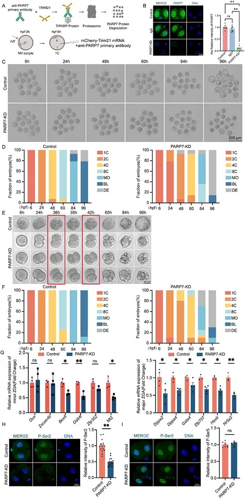 PARP7 knockdown leads to developmental delay at the two-cell stage and reduces blastocyst rate. (A) Schematic diagram of the Trim-Away strategy for acute degradation of PARP7. Embryos were microinjected with anti-PARP7 antibody and mCherry-Trim21 mRNA at 6 h post-fertilization (hpf). (B) Representative immunofluorescence images showing efficient degradation of PARP7 protein in 2-cell stage embryos. PARP7 is green, and DNA was stained with DAPI (blue). Scale bar: 20 um. (C) Representative bright-field images of control and PARP7-KD (knockdown) embryos during culture from 6 to 96 hpf. Scale bar: 200 um. (D) Embryos at specified developmental stages from control and PARP7-KD groups were quantified at the indicated time points (N>60 per group from three independent experiments). (E) Representative time-lapse morphological tracking of embryos. The red box highlights the developmental arrest during the 2- to 4-cell transition in PARP7-KD embryos compared to controls. Scale bar: 50 um. (F) Stacked bar chart showing the percentage of embryos at each developmental stage corresponding to the experiment in panel E. (G) RT-qPCR analysis of Minor ZGA genes (left) and Major ZGA genes (right) in 2-cell embryos. PARP7 deficiency significantly downregulated the expression of key ZGA markers. (H, I) Representative immunofluorescence images and quantitative analysis of RNA polymerase II C-terminal domain serine 2 (P-Ser2) phosphorylation (H) and serine 5 (P-Ser5) phosphorylation (I) in 2-cell embryos. PARP7-KD significantly reduced P-Ser2 intensity but not P-Ser5 intensity. Scale bar: 20 um. Data are presented as mean +/- SEM. n = 3 independent biological replicates. (mouse (control and PARP7-KD mouse embryos from zygote to blastocyst stage); FIGURE 2.)