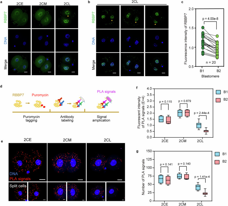 Unequal translation of Rbbp7 leads to an asymmetric protein expression of RBBP7. (a) Immunofluorescent staining of RBBP7 in early (2CE), mid (2CM), and late (2CL) 2-cell embryos. The yellow triangles indicate blastomeres with relatively less RBBP7. Scale bar, 20 um. (b) Immunofluorescent staining of RBBP7 in early, mid, and late 2-cell embryos. Scale bar, 20 um. (c) Quantification of the difference of RBBP7 intensity between two blastomeres in 2CL embryos. RBBP7 intensity was normalized to DNA intensity. Blastomeres are labeled as B1 and B2 according to decreasing fluorescent intensity. (Fig. 2.)