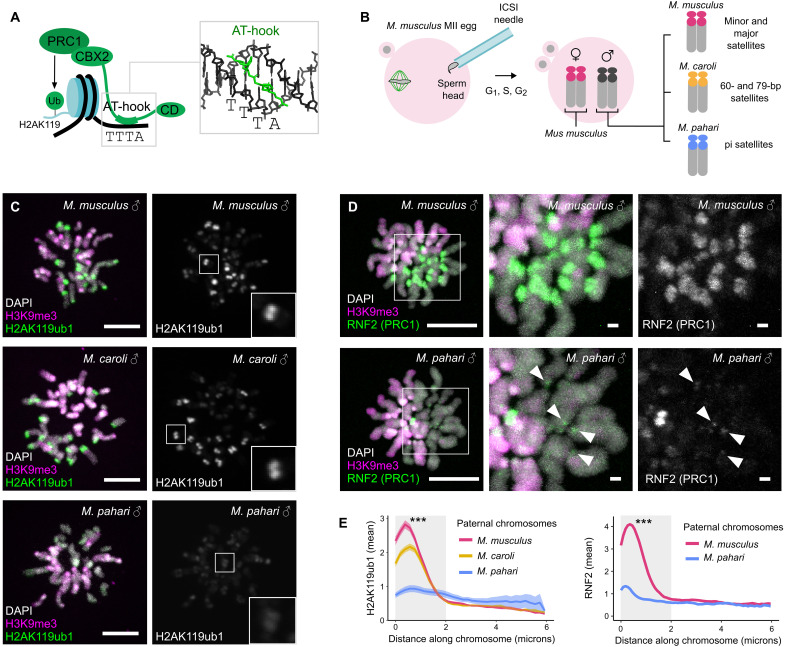 Divergence in pericentric H2AK119ub1 heterochromatin and PRC1 recruitment. ( A ) Schematic showing PRC1 recruitment to DNA via the AT-hook of its CBX2 subunit, which binds into the minor groove of A/T runs present in satellite DNA. Chromodomain labeled as CD. ( B ) Mouse zygotes are generated by injecting a M. musculus egg arrested in meiosis II with the sperm of mouse species with divergent pericentric satellite DNAs. ( C to E ) Zygotes generated with sperm from the indicated species were arrested in mitosis with a kinesin-5 inhibitor (STLC, C) or by APC/C inhibition (proTAME, D) and then fixed and stained for H2AK119ub1 or RNF2 (green), H3K9me3 (magenta) to mark maternal M. musculus chromosomes, and DAPI (gray). Graphs (E) show average H2AK119ub1 ( n = 103 to 164, N = 2) and RNF2 ( n = 152 to 160, N = 2) intensities along M. musculus (red), M. caroli (yellow), and M. pahari (blue) paternal chromosomes. Both M. musculus and M. caroli chromosomes have significantly higher H2AK119ub1 intensity than M. pahari chromosomes within the first two microns (*** P < 0.001). Images are max intensity z-projections. Scale bars, 10 or 1 um (insets). (Fig. 1.)