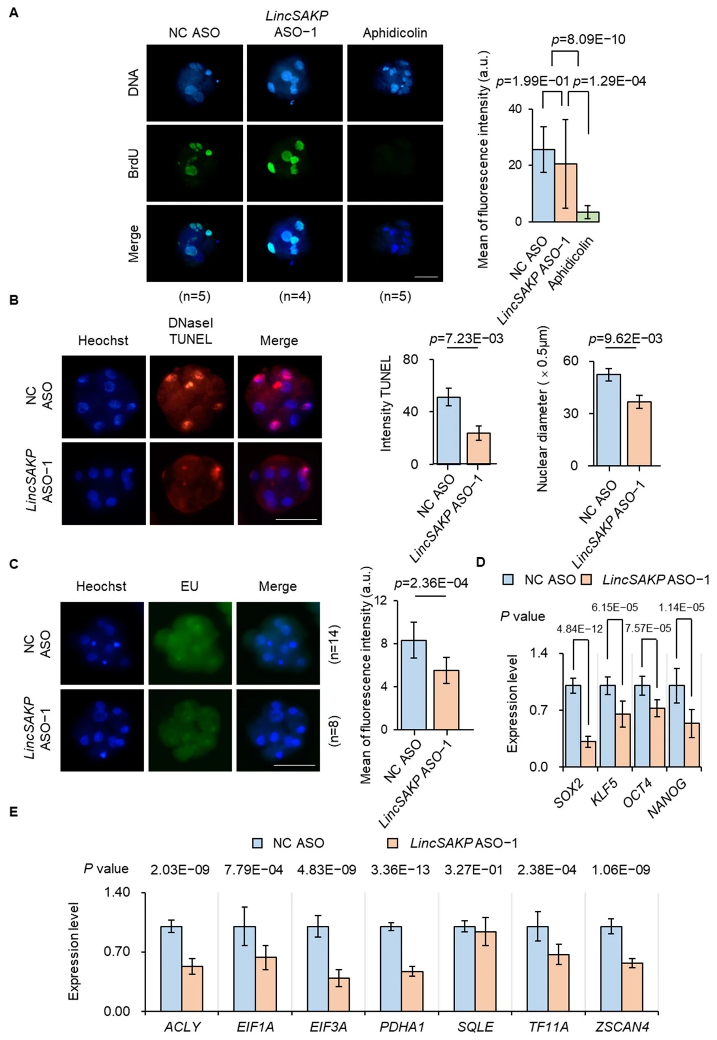 LincSAKP depletion results in developmental arrest at the 8-cell stage with effects on ZGA initiation. (A) Depletion of LincSAKP does not affect DNA integrity and replication. BrdU was used to visualize S and G2 phases. Aphidicolin-treated embryos were arrested at the S phase without DNA replication. There was no difference in fluorescence intensity between NC ASO and LincSAKP ASO-1. Embryos were collected at pPA 72 h (8-cell stage) for immunofluorescence analysis. Scale bar, 100 um. Data are shown as mean +/- SEM. (B) LincSAKP ASO-1-mediated depletion was associated with reduced DNase I-TUNEL fluorescence intensity and nuclear diameter in 8-cell-stage embryos. Scale bar, 100 um. Data are shown as mean +/- SEM. (C) Nascent RNA transcription during ZGA was detected by EU labeling after LincSAKP-ASO-1 depletion. EU was added to the culture medium at pPA 64 h, and EU signals were detected at pPA 72 h. Scale bar, 100 um. (Figure 3.)