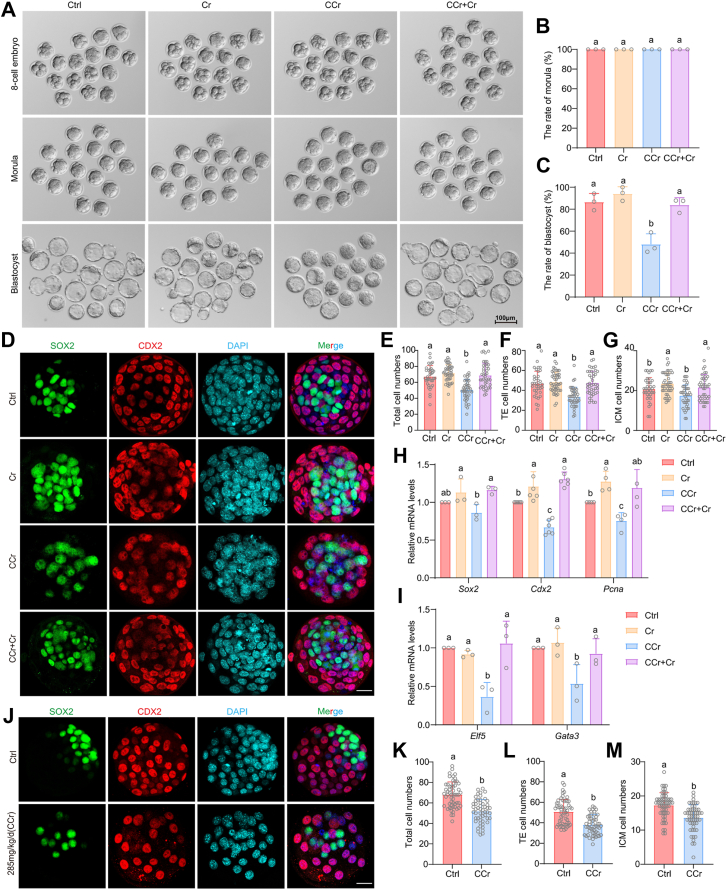 Creatine metabolism specifically regulates TE formation. A, representative images of 8-cell embryos, morulae, and blastocysts in control, Cr, CCr, and rescue (CCr + Cr) groups. Scale bar: 100 um. B, morula rates in each group. C, Blastocyst rates in each group. Control (n = 53), Cr (n = 51), CCr (n = 52), rescue (n = 49). D, Immunofluorescence staining images of SOX2, CDX2, and DAPI in blastocysts from each group. Scale bar: 50 um. E-G, total, TE, and ICM cell numbers in blastocysts from each group. H, relative mRNA expression levels of Sox2, Cdx2, and Pcna in blastocysts. I, relative mRNA expression levels of Elf5 and Gata3 in blastocysts. J, immunofluorescence staining images of SOX2, CDX2, and DAPI in blastocysts from control and CCr-treated groups in vivo. Scale bar: 50 um. CDX2, caudal type homeobox 2; SOX2, SRY-box transcription factor 2. ICM, inner cell mass; TE, trophectoderm. (Figure 2.)