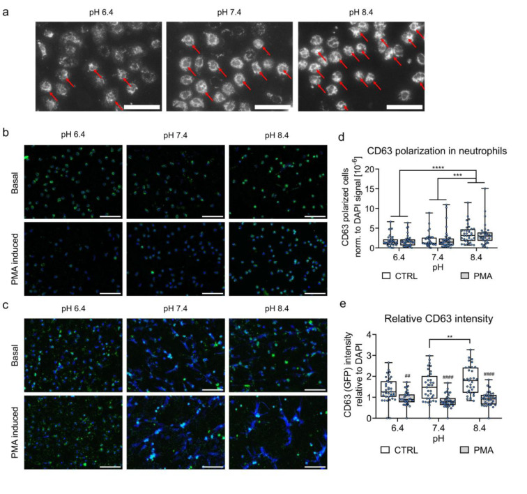Changes of CD63 positive granules of primary neutrophils in different pH. a) Exemplary images of polarization effect (strong staining focused near the nuclei) observed in CD63-GFP stained, PMA induced neutrophils. Scale bar 50 um. b-c) Representative images of CD63 (GFP) and Hoechst 33342 stained neutrophils +/- PMA after 0.5 h (b) and 3 h (c) show polarization effect in alkaline pH (at 0.5 h) and the disappearance of the effect at 3 h. Scalebar: 100 um. d-e) Increased number of relative CD63 polarized neutrophils in alkaline pH +/- PMA. Stimulation of neutrophils with PMA results in reduced CD63-GFP signal intensity (normalized to Hoechst signal) independent of the pH. N=4; n=9; Data are presented as box plots with individual data points. Data were compared by 2-way-ANOVA, followed by multiple comparison, **p < 0.01, ***p < 0.001, ****p < 0.0001, #p < 0.05, ##p < 0.01, ###p < 0.001, ####p < 0.0001.