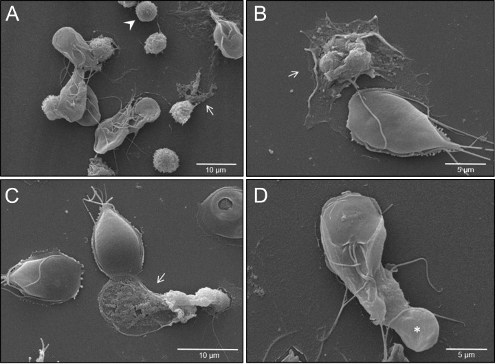 Giardia intestinalis trophozoites trigger PMN activation, NET formation and phagocytosis in human PMN. (A) PMN-parasite interactions were studied by scanning electron microscopy (SEM). Activated PMN (rough surface) as well as PMN releasing NETs (white arrows) and non-activated PMN (white arrowhead) can be observed in PMN-trophozoite-co-cultures. (B, C) Note released NETs (white arrows) and trophozoites exposing their dorsal surface. (D) Attempt of phagocytosis of G. intestinalis trophozoite from a single PMN (white asterisk). The ventral adhesion disc and multiple flagella of a single G. intestinalis trophozoite can be observed.