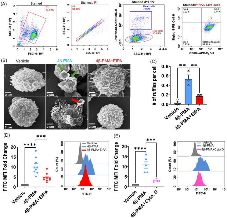4beta-PMA induces membrane ruffling and macropinocytosis in primary human neutrophils. (A) Representative flow cytometry gating strategy confirming isolation of a homogeneous CD66b+, Siglec-8- neutrophil population from healthy donors prior to functional assays. (B) Primary human neutrophils adhered to human aortic endothelial cell (HAEC) monolayers were treated with vehicle, 4beta-PMA (1 uM, 60 min), or 4beta-PMA and EIPA (25 uM, 30 min pretreatment), followed by visualization of membrane ruffle formation using scanning electron microscopy. The upper and lower panels in each column show representative images from independent fields acquired under the indicated experimental condition. Green arrows indicate membrane ruffles reflecting active cytoskeletal remodeling, whereas red arrows indicate cup-shaped macropinocytic structures representing nascent macropinosome formation. Scale bars, 2 um. (C) Quantification of membrane ruffling per cell under indicated conditions (n = 3). (D) Primary human neutrophils were incubated with FITC-dextran (70 kDa, 100 ug/mL) and stimulated with vehicle, 4beta-PMA, or 4beta-PMA and EIPA (n = 8). Dextran internalization was quantified by flow cytometry and expressed as fold change in mean fluorescence intensity (MFI). Representative histograms are shown. (E) Primary human neutrophils were treated with vehicle or 4beta-PMA in the presence or absence of cytochalasin D (2 uM, 30 min), followed by assessment of FITC-dextran uptake by flow cytometry (n = 5). Data are presented as means +/- SEM. Statistical significance was determined using one-way ANOVA with Tukey's multiple-comparisons test. ** p < 0.01; *** p < 0.001; **** p < 0.0001.