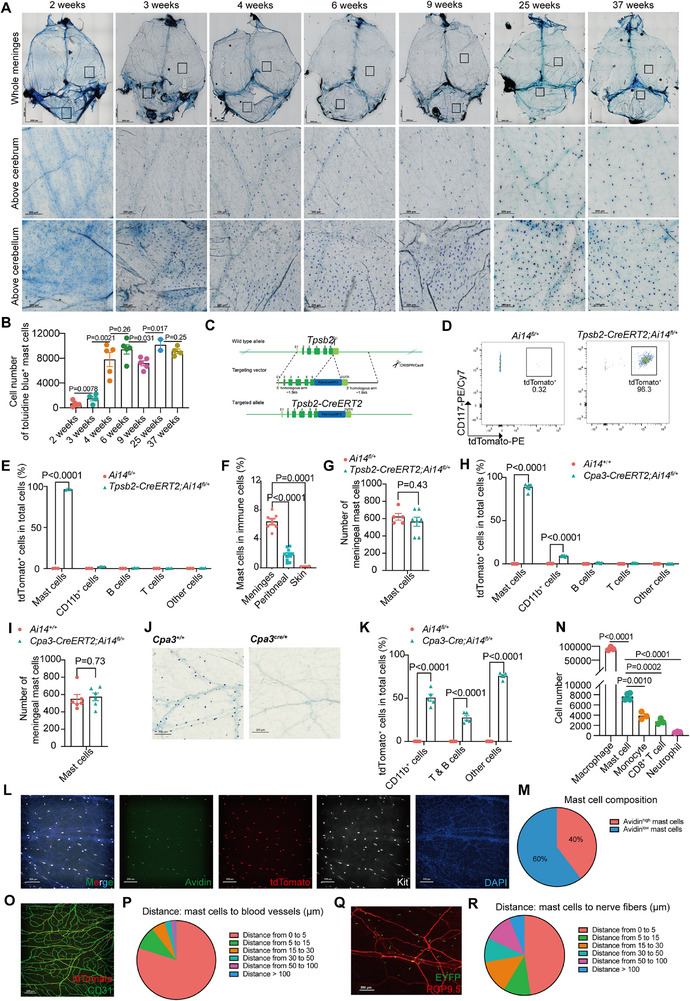 Tpsb2-CreERT2 enables efficient and specific labeling of mast cells, revealing their meningeal distribution. A) Minimal intensity projection of dural meninges stained with toluidine blue from mice at different developmental stages. n = 2-5 (mice). B) Quantification of (A). C) Targeting strategy of Tpsb2-CreERT2 mice. D) Representative contour plot of meningeal CD45+CD11b-CD3e-CD19- cells from Tpsb2-CreERT2; Ai14fl/+ mice. n = 3-4 (mice). E) Quantification of labeled immune cell subset in the meninges. n = 3-4 (mice). F) The percentage of mast cells in different tissues. n = 2-11 (mice). G) The number of meningeal mast cells from Tpsb2-CreERT2; Ai14fl/+ mice. n = 5-7 (mice). L) Maximal intensity projection of dural meninges stained for granule (green), mast cell (red, white), and nuclei (blue) from Tpsb2-CreERT2; Ai14fl/+ mice. n = 6 (mice). O) Maximal intensity projection of dural meninges stained for mast cells (red) and blood vessels (green) from Tpsb2-CreERT2; Ai14fl/+ mice. n = 3 (mice). Scale bar for all images, 2000 um (whole mount), 200 um (partial region). Data are presented as mean +/- SEM.