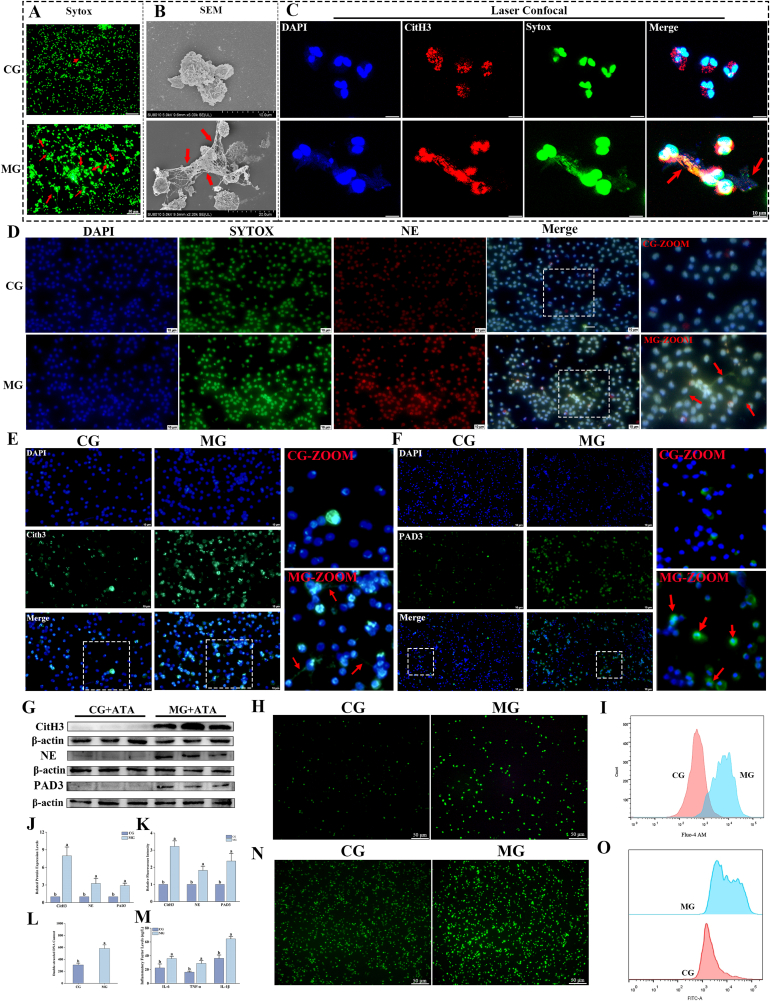 MG induces NET formation and immune activation in neutrophils. For NET visualization, neutrophils were pretreated with ATA (25 uM) before MG stimulation to inhibit MG-associated nuclease activity. (A) Representative Sytox Green staining of neutrophils stimulated with MG (80 MOI) (n = 3). Red arrows indicate NETs. (B) Representative scanning electron microscopy (SEM) images of NETs in MG-stimulated neutrophils (n = 3). Red arrows indicate NETs. (C) Representative confocal images of NETs induced by MG in neutrophils. Red arrows indicate NETs (n = 3). (D to F and K) Representative immunofluorescence images and quantification of neutrophil elastase (NE), citrullinated histone H3 (CitH3), and PAD3 fluorescence intensity in neutrophils after MG stimulation (n = 3). Red arrows in (D) and (E) indicate NETs; red arrows in (F) indicate nuclear translocation of PAD3. White dashed lines indicate enlarged regions. (G and J) Immunoblot analysis and quantification of CitH3, NE, and PAD3 protein levels (n = 6) in neutrophils after MG challenge. (H and I) Intracellular Ca 2+ fluorescence intensity and representative flow cytometry plots in neutrophils after MG stimulation (n = 3). (L) dsDNA levels in culture supernatants after micrococcal nuclease digestion (n = 6). (M) ELISA quantification of inflammatory cytokine levels in neutrophils from the indicated groups (n = 6). (N-O) Intracellular ROS fluorescence intensity and representative flow cytometry plots in neutrophils after MG stimulation (n = 3). Data are presented as means +/- SD from at least three independent experiments.