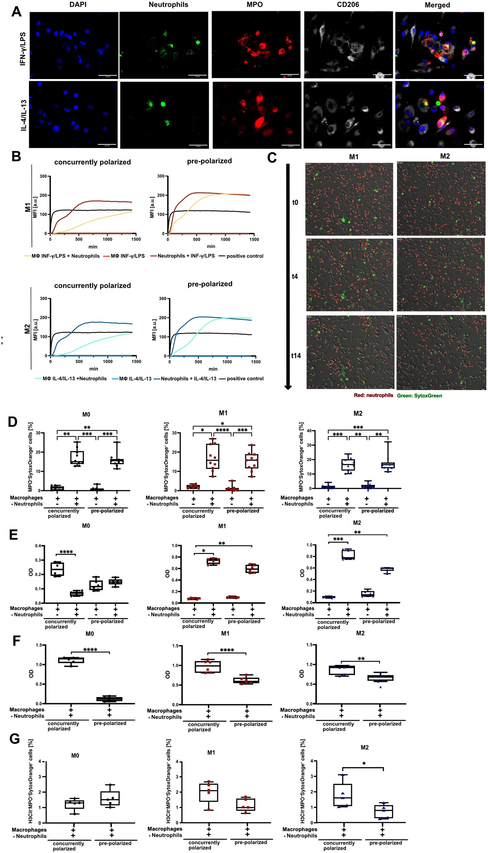 NETs formation in macrophage-neutrophil co-cultures is modulated by macrophage polarization state and environment. (A) Representative immunofluorescence images of M1 and M2 co-cultures; DAPI (blue), neutrophils (green), MPO (red), CD206 (grey). Scale bar, 50 um. (B) Kinetic NE activity in concurrently polarized and pre-polarized co-cultures. Mean fluorescence intensity (MFI) over time after IFN-gamma/LPS or IL-4/IL-13 stimulation, +/- neutrophils. (C) Representative live-cell imaging images of concurrently polarized M1/M2 macrophage co-culture. Neutrophils (red), cell-free DNA (green), Scale bar, 20 um at t0, t4 and t14 (h). Leica Mica, 20x magnification, 14h run, imaging: every 15 min at 37 degrees C, 5% CO2. (D) NETs quantification by flow cytometry (MPO+-Sytox Orange+ events) in M0, M1, and M2 co-cultures. (E) MPO-DNA ELISA. (F) NE-DNA ELISA. (G) Quantification of H3cit+ MPO+ Sytox Orange+ events in concurrently polarized (CP) and pre-polarized (PP) M0, M1, and M2 macrophage-neutrophil co-cultures by flow cytometry. *p < 0.05, **p < 0.01, ***p < 0.001, ****p < 0.0001 (Mann-Whitney U test for comparisons between two groups and a Kruskal-Wallis test followed by Dunn's multiple comparisons test for comparisons of more than two groups). (A, B, E-G) n = 5 independent donors, (C) n = 1 donor, (D) n = 10 independent donors.
