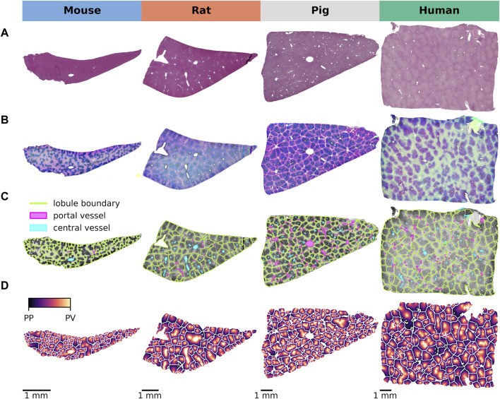 H&E staining of normal liver tissue from four species (mouse, rat, pig, and human) showing lobular architecture. Central veins and portal tracts demarcate the lobular boundaries; hepatocytes are arranged in cords between sinusoids.