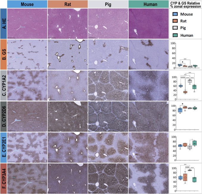 Overview of H&E and zonal expression in normal liver lobules from four species including human. GS-positive pericentral (zone 3) and CYP-positive periportal (zone 1) regions illustrate the functional gradient across the lobule.