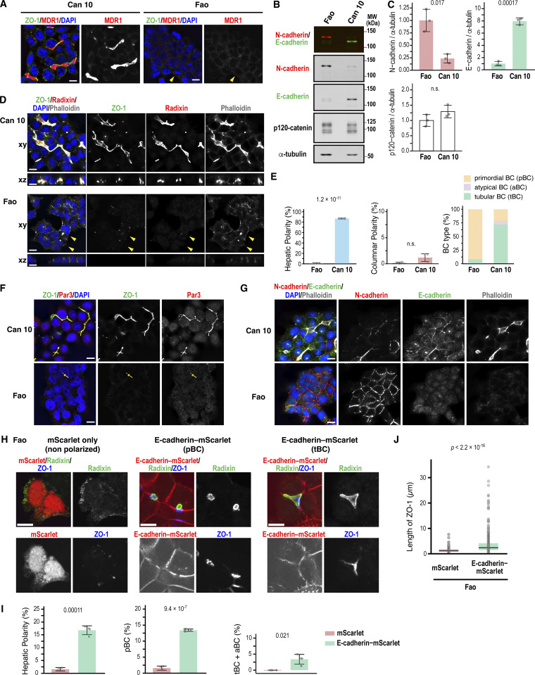 Increased E-cadherin expression relative to N-cadherin induces hepatic polarity. (A) Representative iSIM images of polarized Can 10 cells and unpolarized parental Fao cells. Cells were cultured for 3 days, then fixed, and stained with DAPI and antibodies against MDR1 and ZO-1. Yellow arrowheads indicate nonpolarized cells lacking MDR1- and ZO-1-positive structures. (B) Immunoblot analysis of E- and N-cadherin expression in Fao and Can 10 cells. (C) Normalized intensity ratios of N-cadherin, E-cadherin, and p120-catenin relative to tubulin in Fao and Can 10 cells. Values represent means +/- SD from three independent experiments. Ratios in Fao cells were set to 1.0. (D) Analysis of cell polarization in Can 10 and Fao cells. Cells were cultured for 3 days, then fixed, and stained with phalloidin, DAPI, and antibodies against radixin and ZO-1. iSIM images were shown in horizontal (xy) and orthogonal (xz) views. Note that the Fao cells indicated by yellow arrowheads contain phalloidin-positive structures located within the cells. (E) Quantification of Can 10 and Fao cells with various types of polarity and BC structures. Values are means +/- SD from four independent experiments (>=401 cells counted per sample). (F) Analysis of TJ protein localization and assembly in Can 10 and Fao cells stained with DAPI and antibodies against Par-3 and ZO-1. Representative iSIM images are shown. (G) Analysis of AJ protein localization and assembly in relation to F-actin in Can 10 and Fao cells stained with phalloidin, DAPI, and antibodies against E-cadherin and N-cadherin. Representative iSIM images are shown.