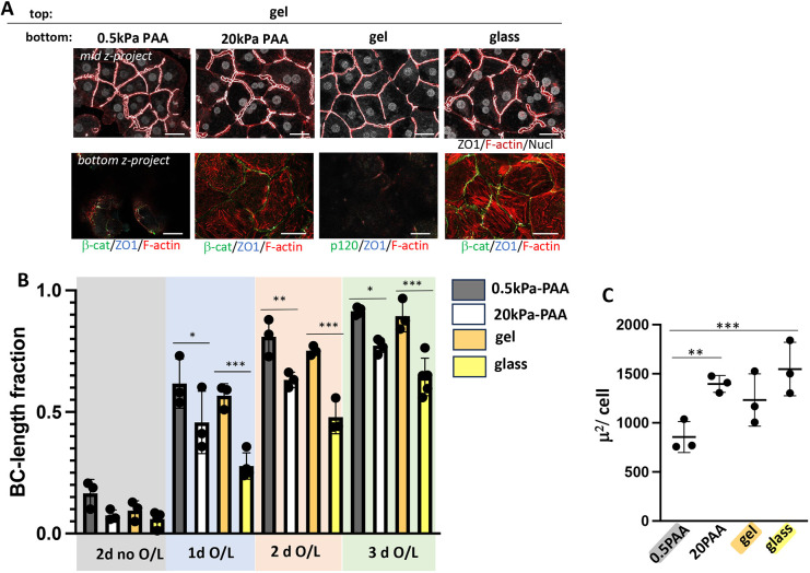 BC formation and elongation benefits from low matrix rigidity. (A) Merged mid and bottom planes (z-projection) of hepatocyte cultures plated either on collagen-I gel, on collagen-functionalized PAA gels of ~0.5 kPa, or ~20 kPa or on collagen-coated glass and overlaid with collagen-I gel and cultured for 3 days; ZO1 outlines BC, which are also enriched in F-actin. beta-cat, beta-catenin. Note that rigidity-dependent stress fiber formation at the plating surface was accompanied by reduced BC length fraction. (B) Quantification of BC length fraction for each condition. BC length fractions were compared between glass-gel and 0.5-20 kPa cultures at day 1, 2 and 3 upon O/L. (C) Average cell area of 3 day O/L cultures on the indicated matrices; note that only significant differences are indicated; comparisons between all other datasets were not significant. Data shown are mean +/- s.d. n = 3 or 4 (B); n = 3 (C). *** P < 0.001; ** P < 0.01; * P < 0.05 (one-way ANOVA with multiple comparisons). Scale bars: 50 um.