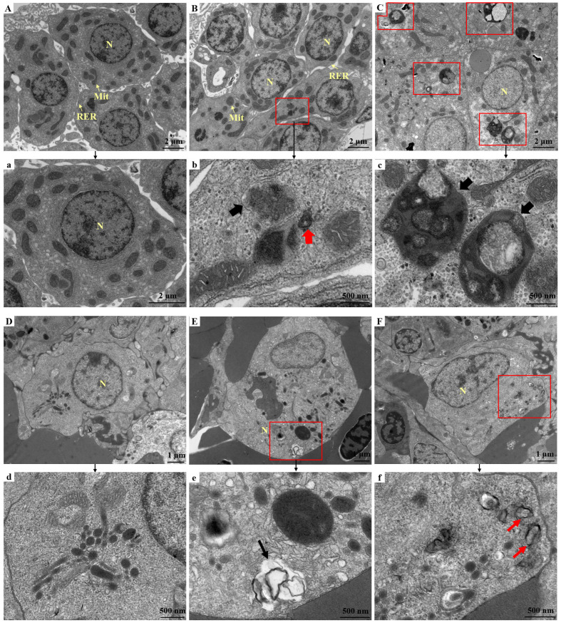 Ultrastructural observations of autophagy-related structures in hepatocytes (A-C) and splenic macrophages (D-F) before and after starvation in T. rosa. (A,D) Cells with a normal structure before starvation; (B,E) after 30 days of starvation; (C,F) after 90 days of starvation. (a-f) Higher-magnification views of regions indicated by red squares in (A-F), respectively. Red arrows indicate autophagosome-like structures, and black arrows indicate autolysosome-like structures. Mit: mitochondrion, N: nucleus, RER: rough endoplasmic reticulum.