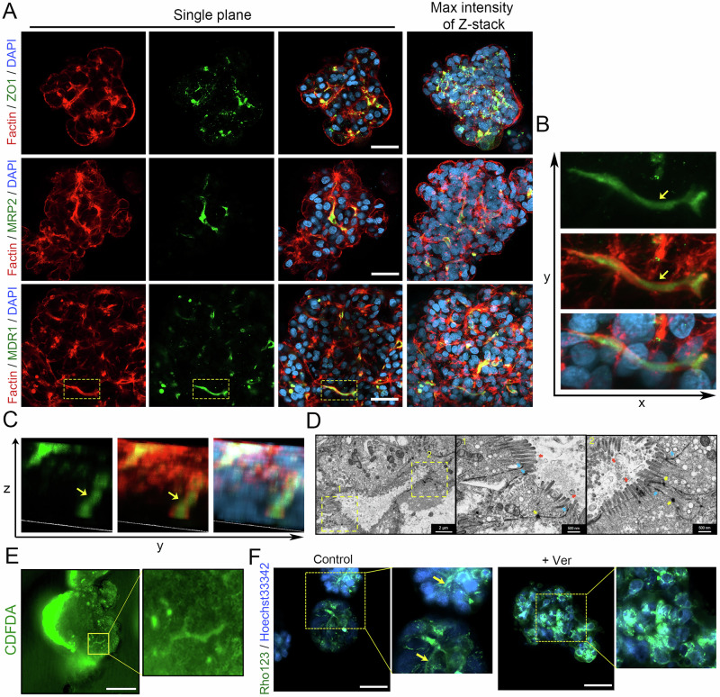 Characterization of the multi-polarization structure of expandable G-heporgs. A Immunostaining of Factin, ZO1, MRP2, and MDR1. Nuclei were stained with DAPI. Scale bar = 50 um. B, C 3D imaging of MDR1 and Factin staining. D Representative images of transmission electron micrograph (TEM). Scale bar = 2 um (left) and 500 nm (middle and right). Red arrows indicated microvilli, blue arrows indicated tight junction and yellow arrows indicated desmosomes. E Representative images of CDFDA staining. Scale bar = 100 um. F Representative images of Rho123 staining with or without Ver (Verapamil) treatment. Scale bar = 50 um.