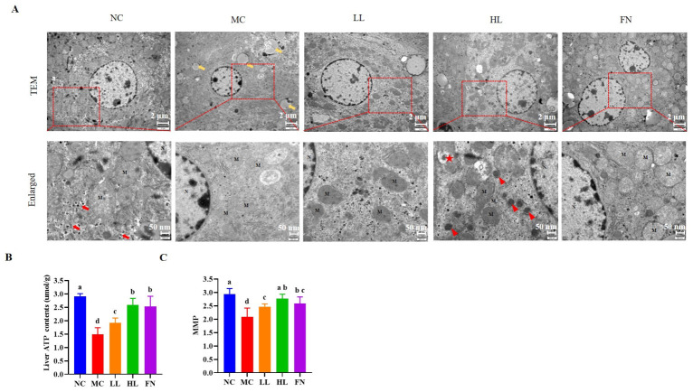 Lycopene restored mitochondrial function in the mice liver. (A) Transmission electron microscopy of mice liver. (B) ATP contents in liver tissue. (C) Mitochondrial membrane potential level. M: mitochondria; N: nucleus; yellow arrows: lipid droplets; red arrows: autolysosomes; red triangles: nascent mitophagosomes; red stars: mitophagosomes. NC: Normal control group; MC: Model control group; LL: Low-dose lycopene group, HL: High-dose lycopene group, FN: Fenofibrate group. Different lowercase letters indicate significant differences between groups (p < 0.05).