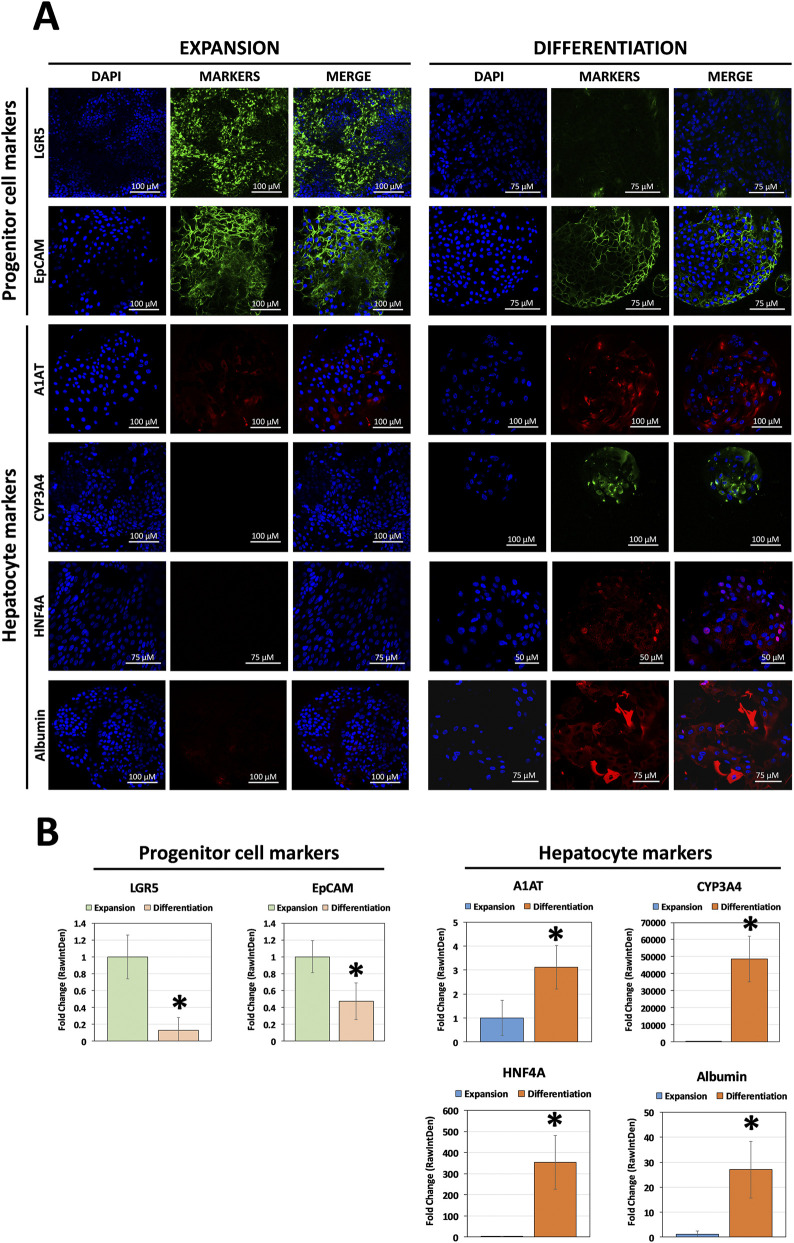 Validation of progenitor and hepatocyte marker expression in human liver organoids using confocal immunofluorescence analysis. (A) Representative confocal immunofluorescence images showing the expression of progenitor cell markers (LGR5 and EpCAM), and hepatocyte markers (A1AT, CYP3A4, HNF4A, and albumin) in human liver organoids (HLiOs) cultured under expansion or differentiation conditions. Nuclei were counterstained with DAPI (blue), while specific markers are shown in green or red. Scale bars: 50-100 um, as indicated. (B) Quantification of fluorescence intensity (RawIntDen) of progenitor and hepatocyte markers under expansion and differentiation conditions. Data are presented as fold changes relative to the expansion conditions. Data are shown as mean +/- SD from at least three independent experiments. *p < 0.05 was considered significant vs. expansion condition.