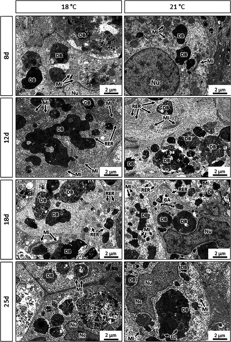 Representative transmission electron microscopy (TEM) images of brown trout primary hepatocyte spheroids cultured for 8, 12, 18 and 25 days, at 18 degrees C and 21 degrees C (n = 3 spheroids/day/fish). DB: dense bodies, GA: Golgi apparatus, LD: lipid droplet, Mi: mitochondria, Nu: nucleus, Nc: nucleolus, RER: rough endoplasmic reticulum