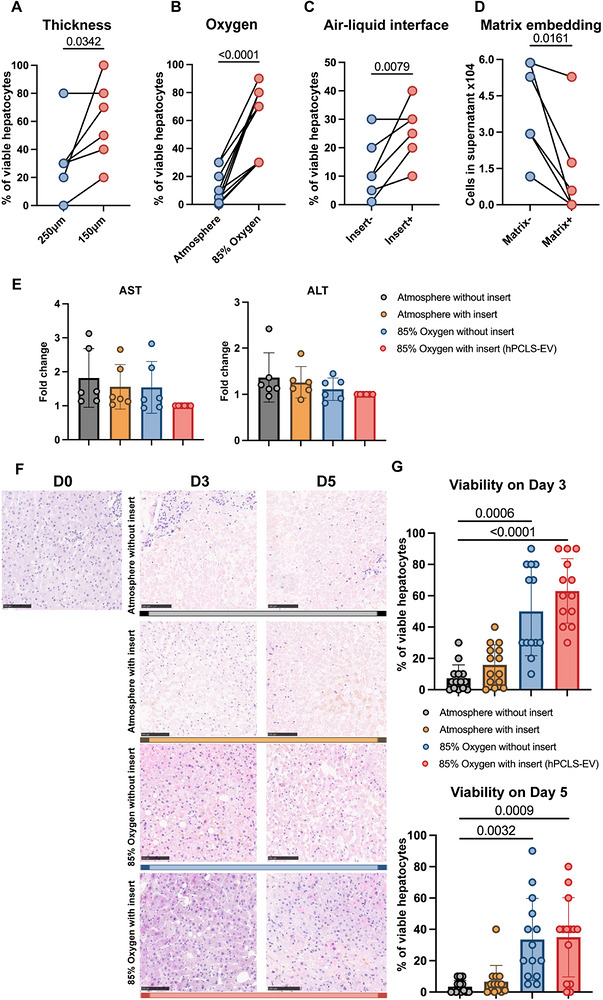 Optimization of ex vivo liver slice culture conditions. Viability was assessed by H&E staining after three days of culture under different conditions: (A) slice thickness comparison between 150 and 250 µm, n = 8 independent donors; (B) high oxygen partial pressure, 85% O₂ vs atmospheric, n = 11 independent donors; (C) air–liquid interface using porous inserts, n = 8 independent donors; and (D) matrix embedding assessed by cell efflux into the medium, n = 6 independent donors.