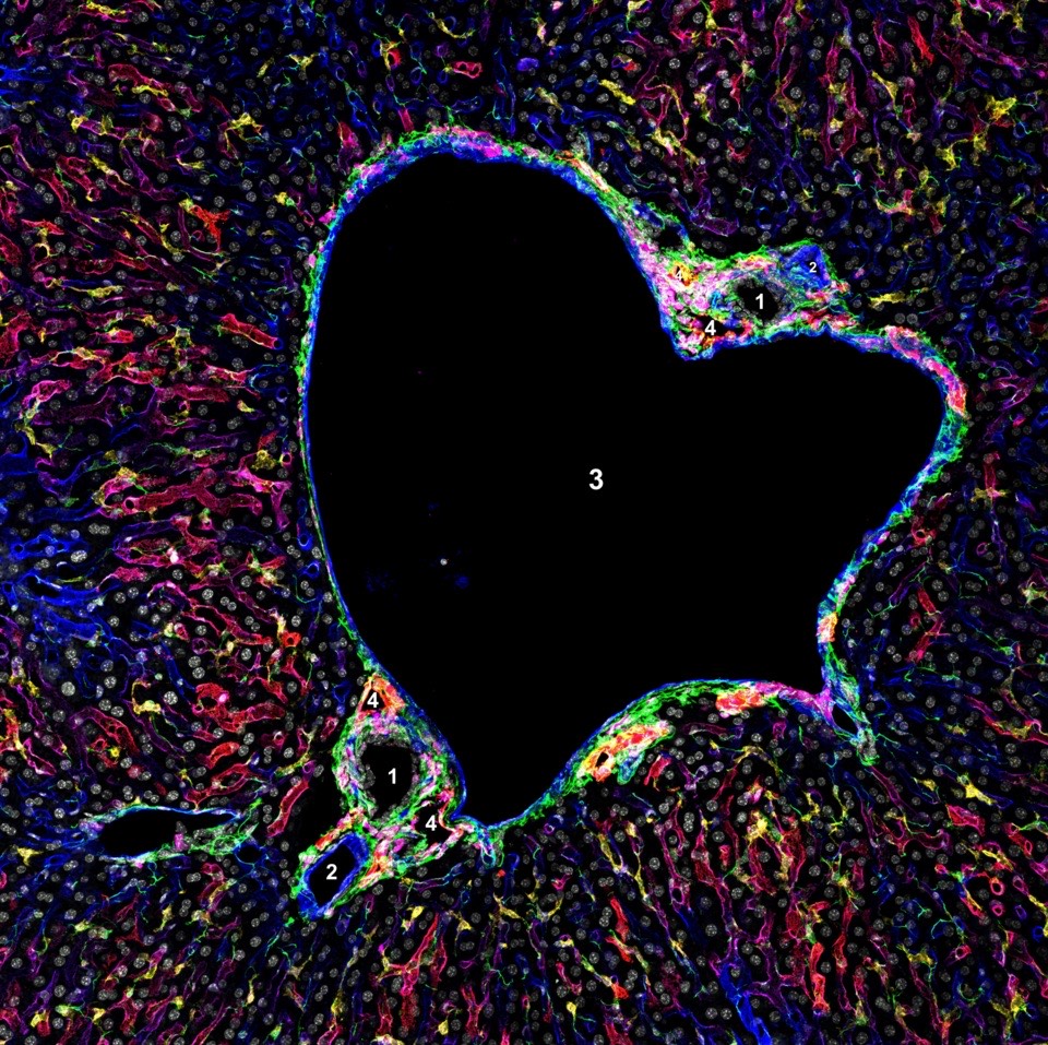 Mouse liver portal triad: bile duct, hepatic artery, portal vein, and lymphatic vessels surrounded by hepatocytes. Staining method not stated. Mouse.