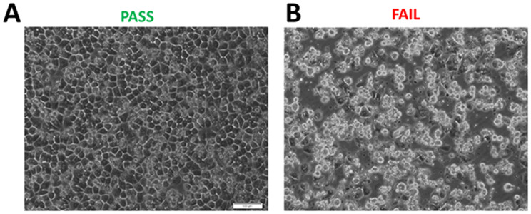 Brightfield imaging of hepatic cell seeding in MPS Pass / Fail. (A) 4-24 h after seeding of the MPS with hepatic cells they should show a cobblestone morphology with pronounced bright borders where cell-to-cell contacts occur to receive a passing score for cell attachment. (B) Example of a hepatic lot of primary human cells that failed to show strong adhesion even after a 24-hour attachment period
